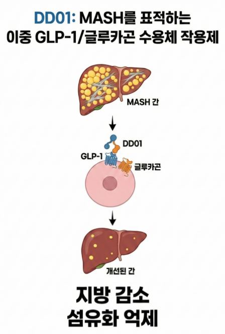 지방간 Mash치료제 DD01
